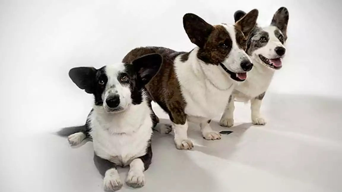 CARING FOR CORGI BREEDS