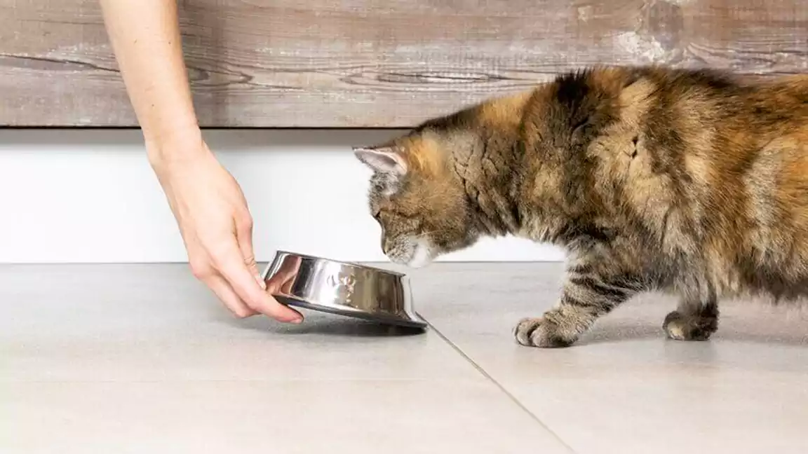 Cat not eating or drinking for 3 days