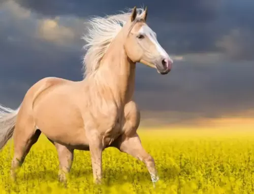 The History and Characteristics of Palomino Horses