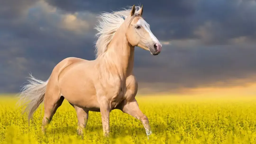 Characteristics of Palomino Horses