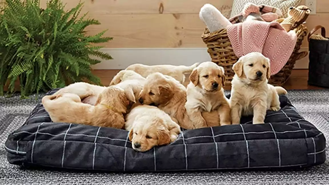 Comfortable and Stylish Chew-Proof Dog Beds