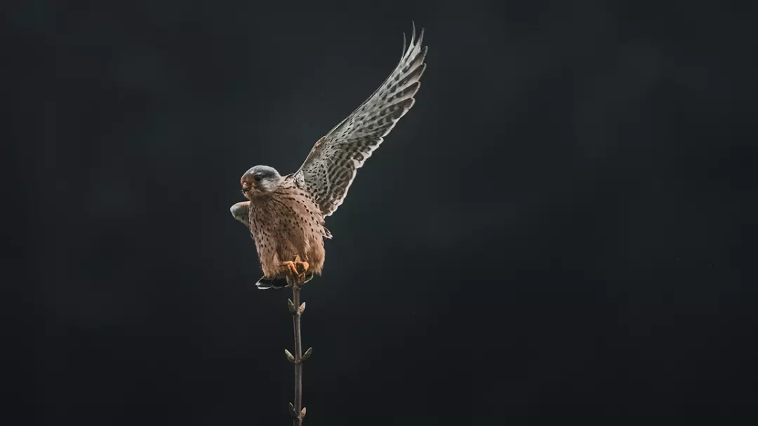 Comparing the personalities of owls and other birds of prey