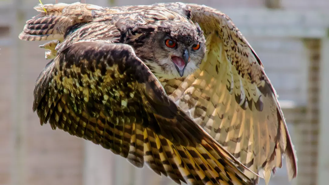 Different Types of Owls