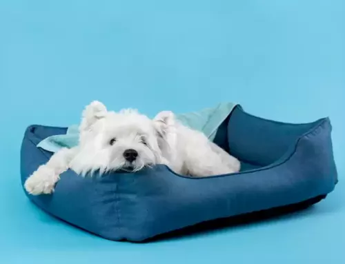 Don’t Let Your Pup Destroy Their Bed: Here Are the Best Chew Proof Options to Choose From