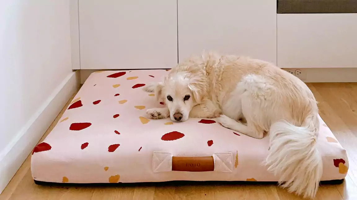 Don't Let Your Pup Destroy Their Bed