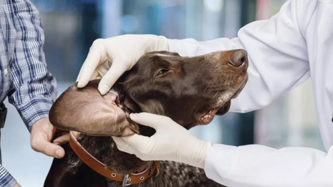 dog Ear infections