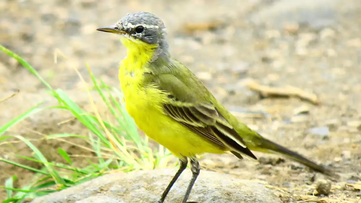 Eastern Yellow Wagtail