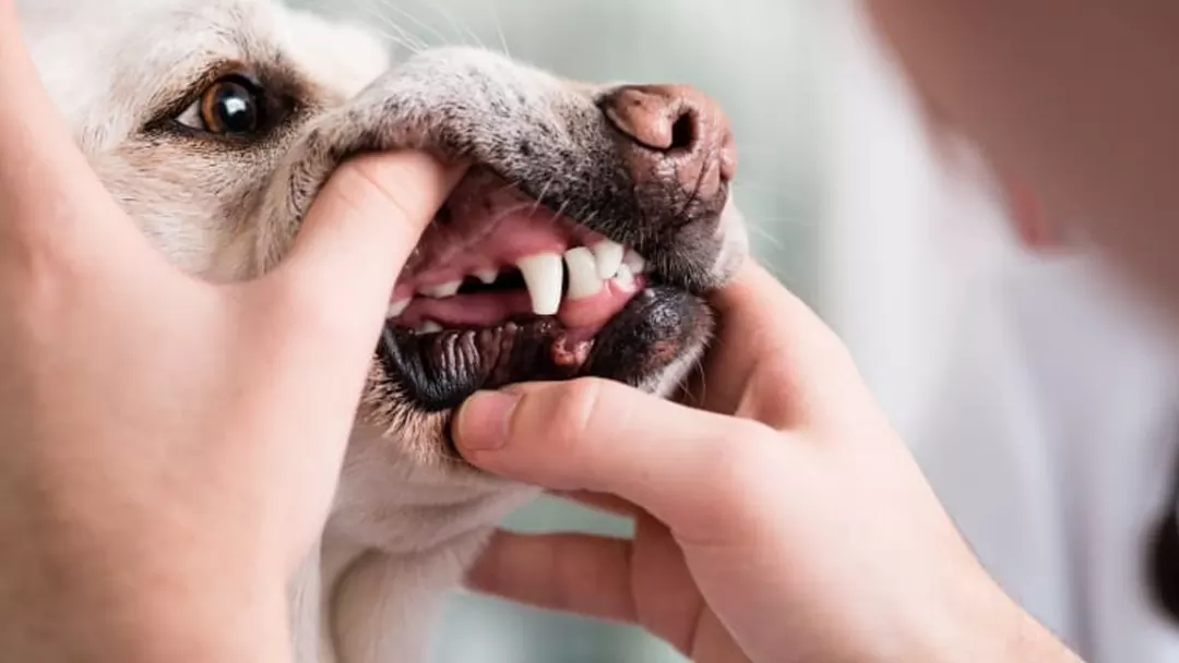 Dog Gum Disease