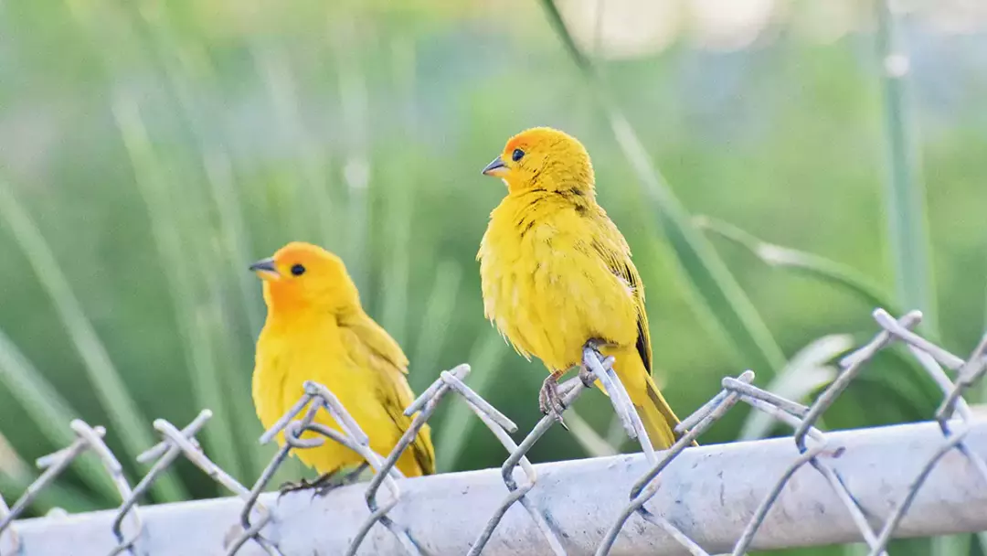 Here Are the Types of Yellow Birds