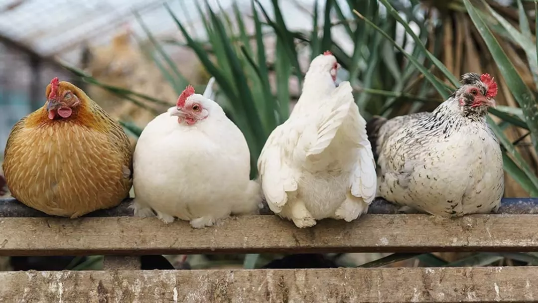 Best-Egg-Laying-Chickens