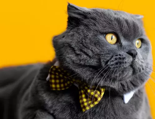 How Long Do Cats Really Live? Understanding Feline Life Expectancy