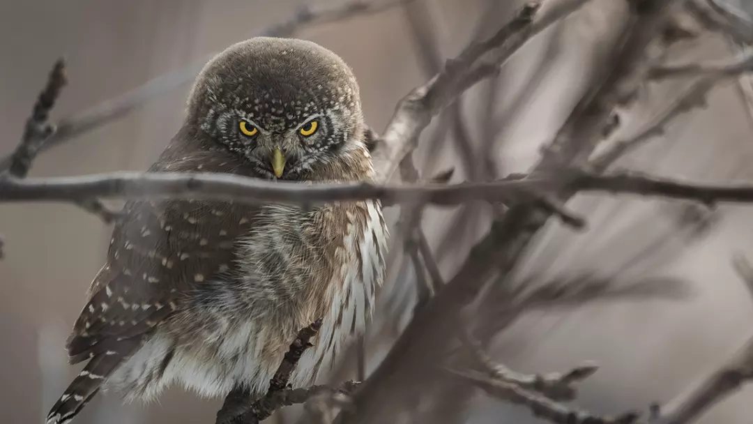 How Long Do Owl Species Live