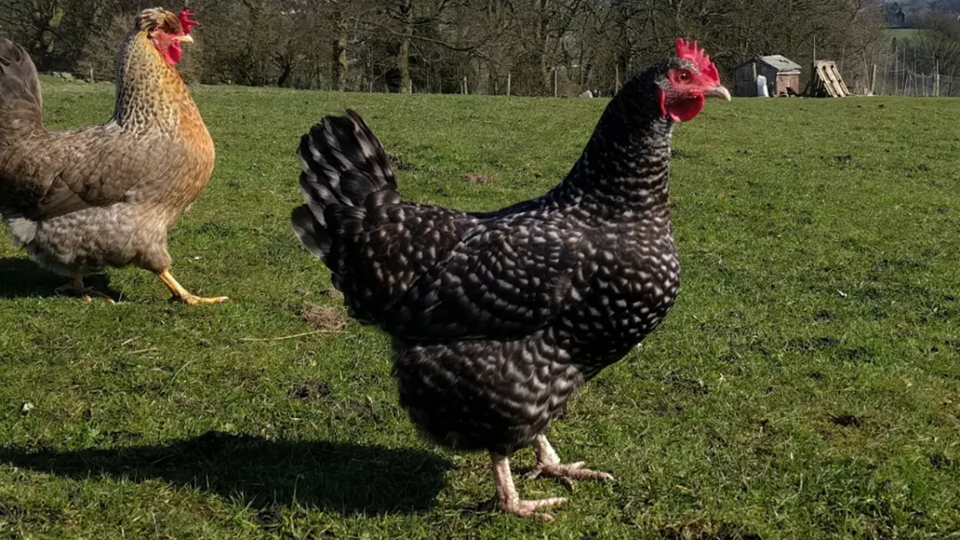 Hybrid chicken