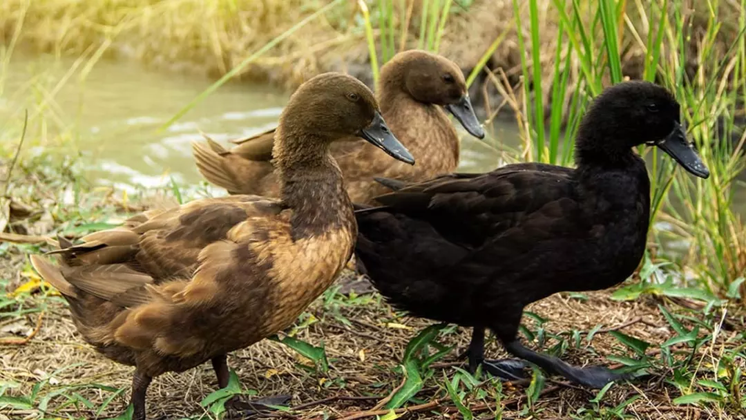 Khaki Campbell Ducks