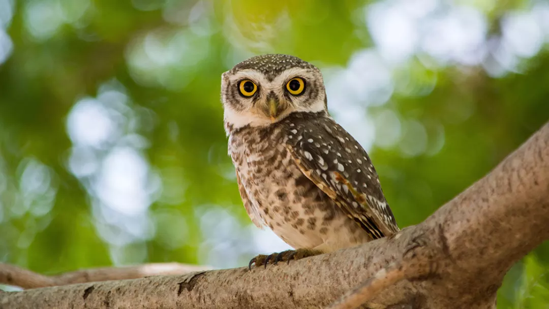 Little Owl