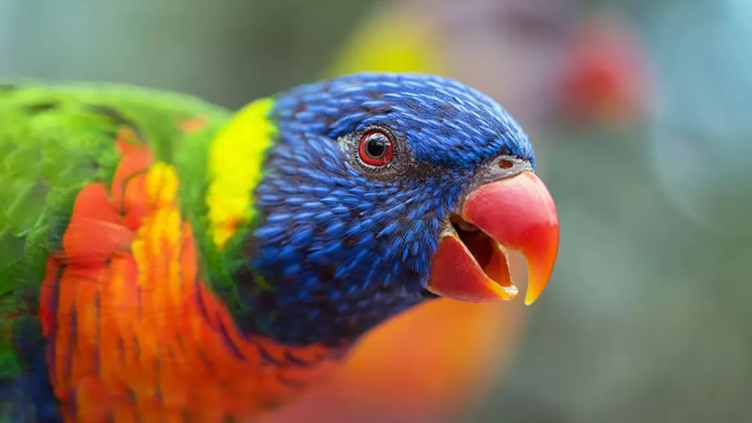 Lorikeets