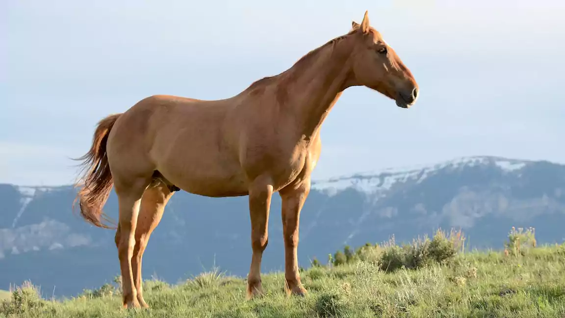 Muscular and skeletal structure of horses
