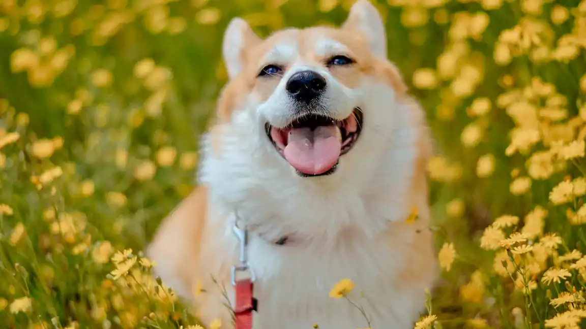 Overview of Corgi dog breeds