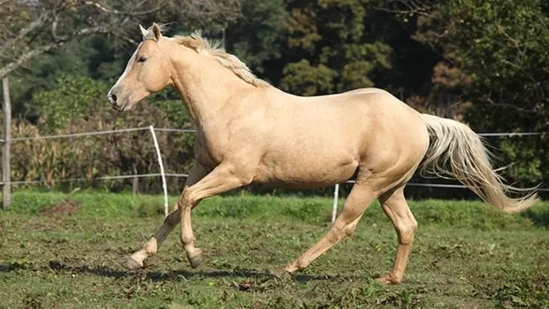 palomino horse