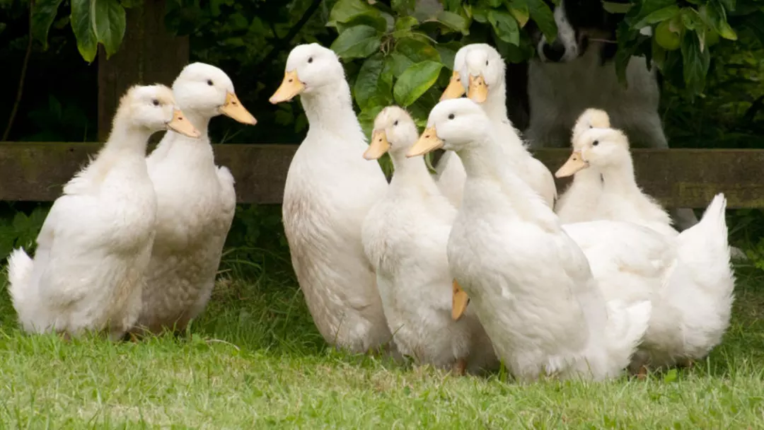 Pekin duck