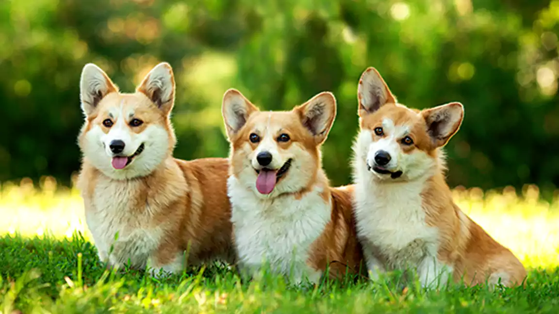 Pembroke Welsh corgi