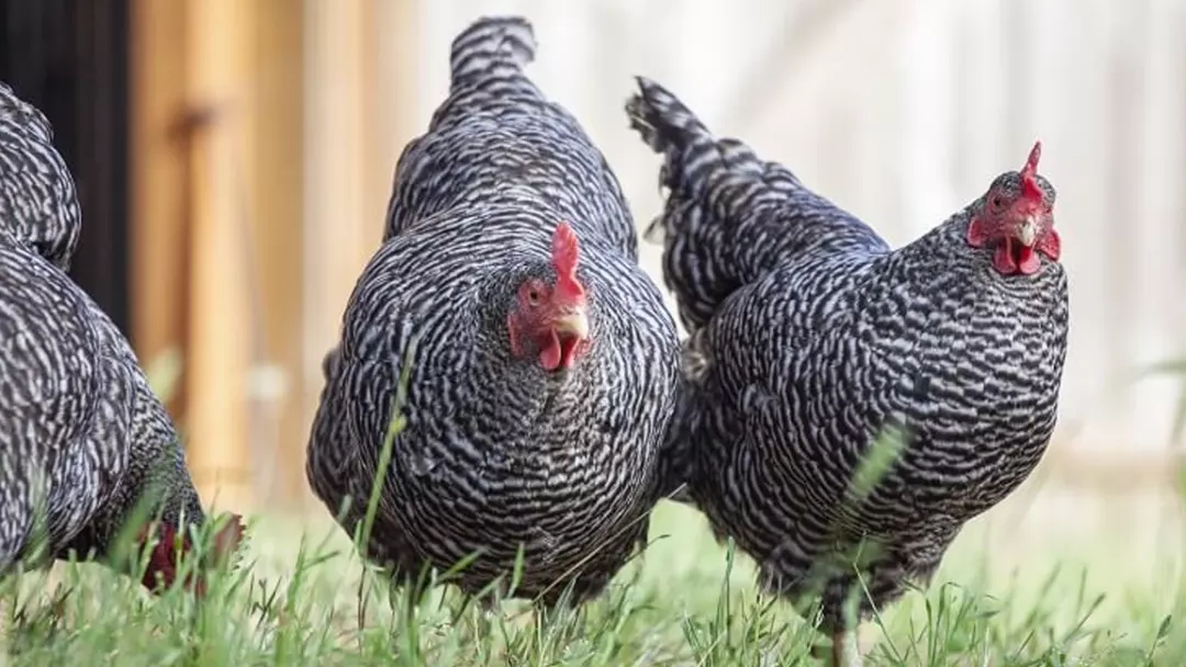 plymouth rock chicken