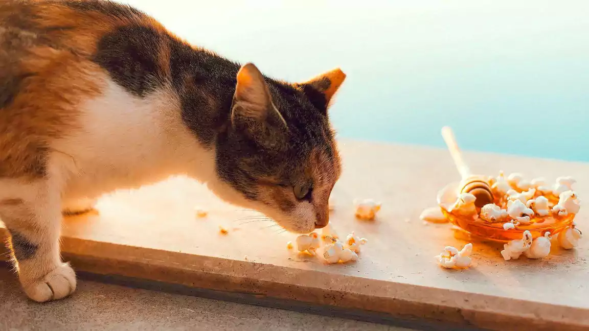 Popcorn allergies in cats