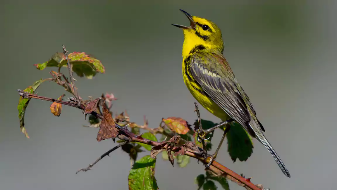 Prairie Warbler