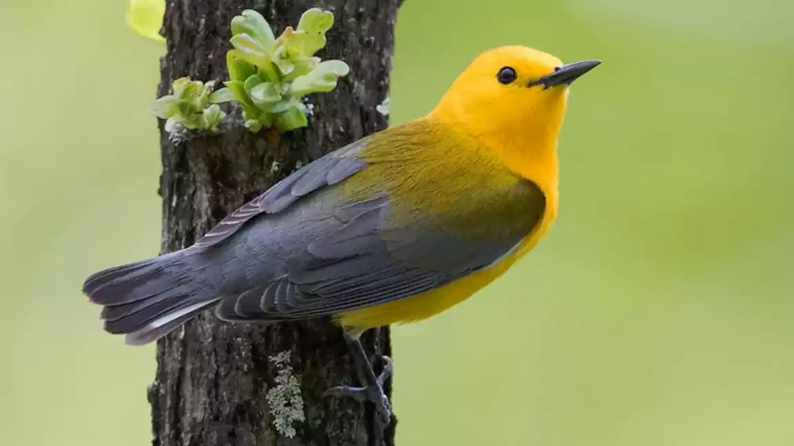 Prothonotary Warbler