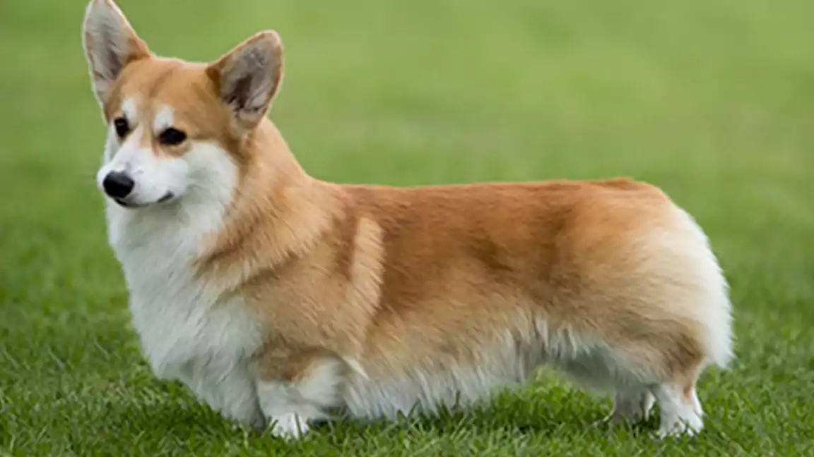 Reasons why Corgi dogs are a great pet choice