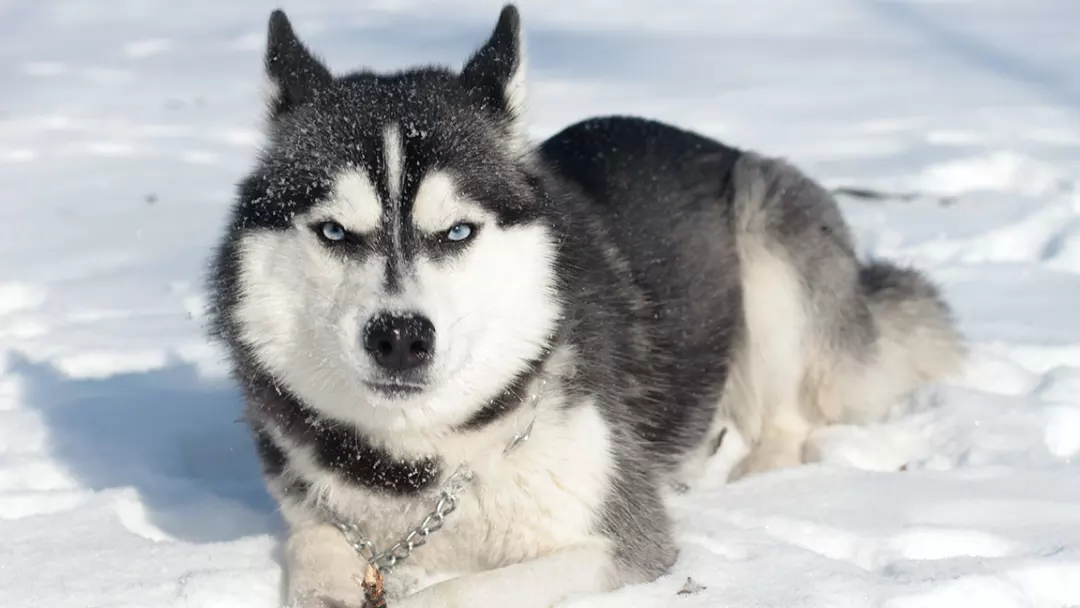 An Inside Look at the Siberian Husky