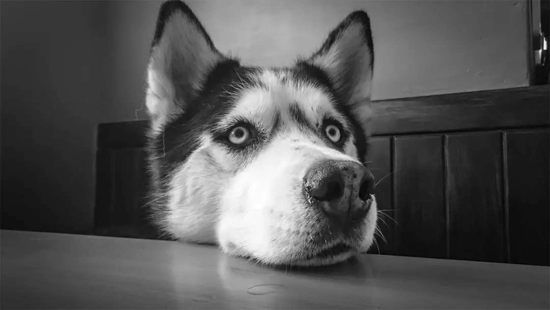 Siberian husky characteristics