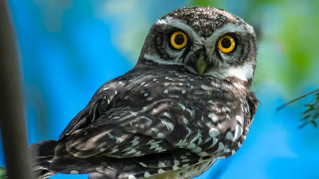 tawny owl