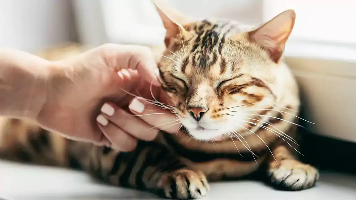 The Evolution of Purring in Cats