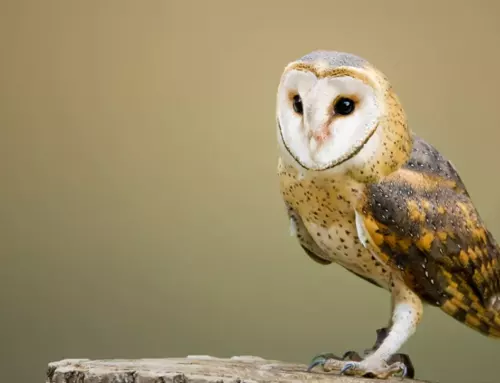 The Fascinating Characteristics of Owls Personality