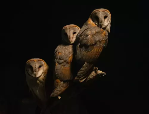 The Owl Family: Understanding the Various Types of Owls