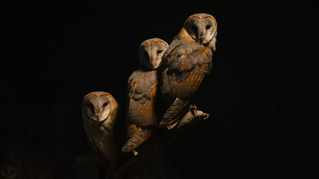 The Owl Family