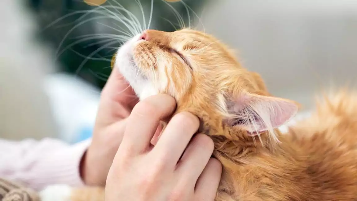 The Science Behind Purring