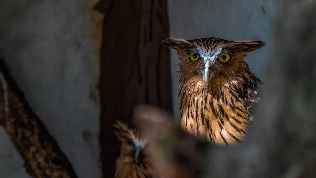 The role of personality in owl hunting success
