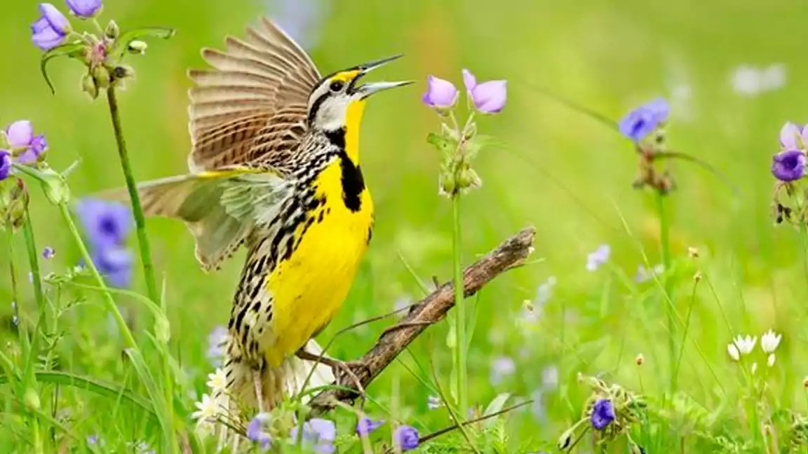 Types-of-Grassland-Birds