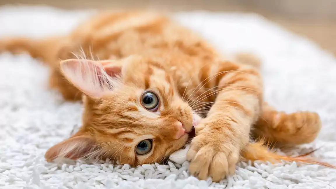Why Some Cats Purr More Than Others