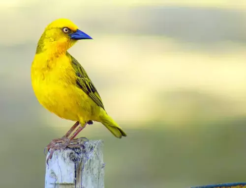 Discovering the Wonders of Yellow Birds: A Journey Through their Diversity