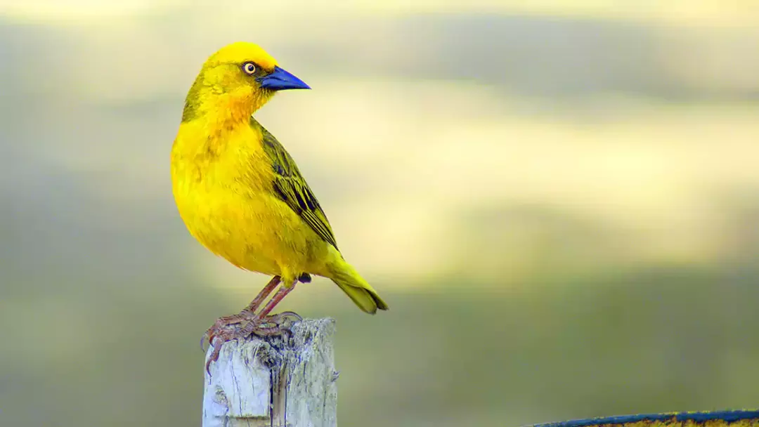 Wonders of Yellow Birds