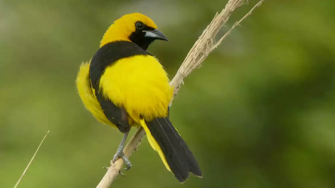 Yellow Tailed Oriole