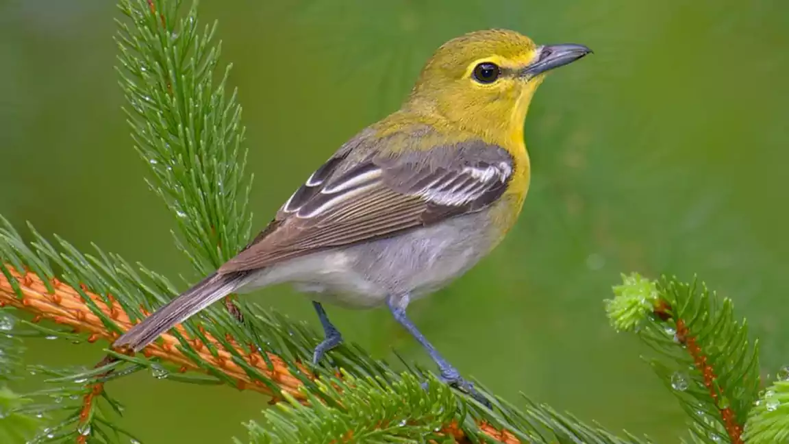 Yellow-Throated Vireo