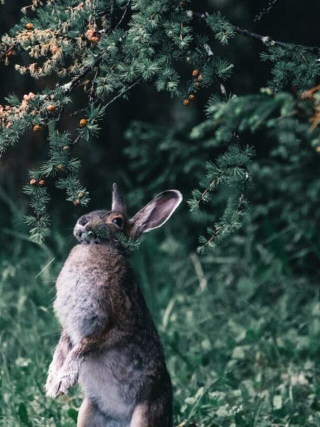 What do rabbits eat in the wild