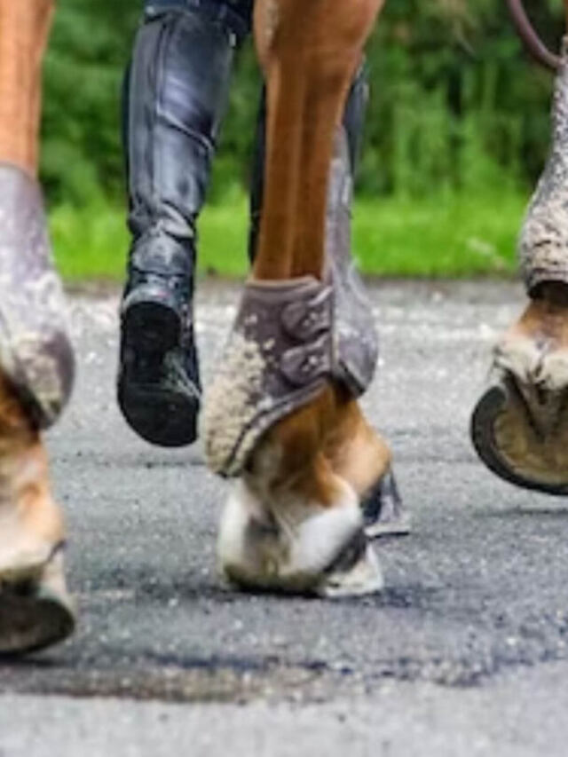 Why Do Horses Need Shoes