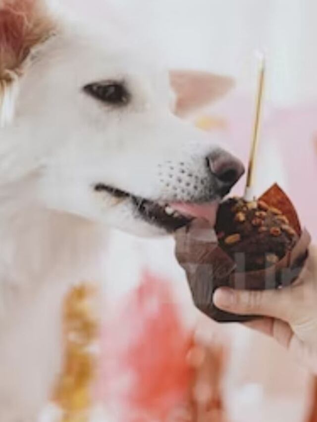 why is chocolate bad for dogs