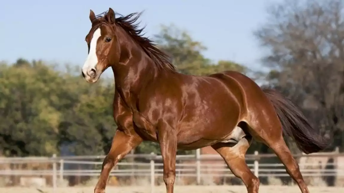 American Quarter Horse breed