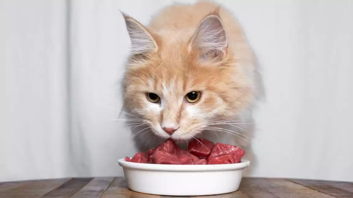 can cat eat beef